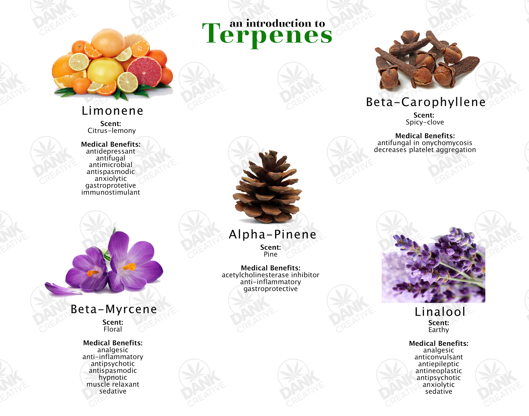 An Introduction to Cannabis Terpenes