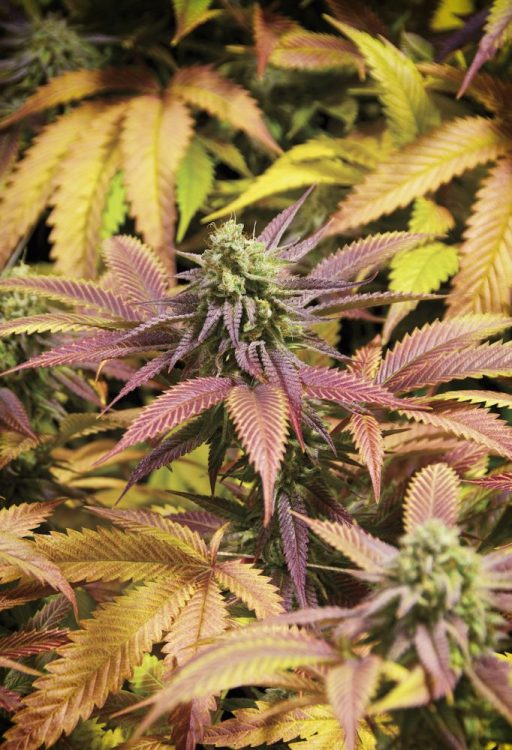 Blueberry Kush